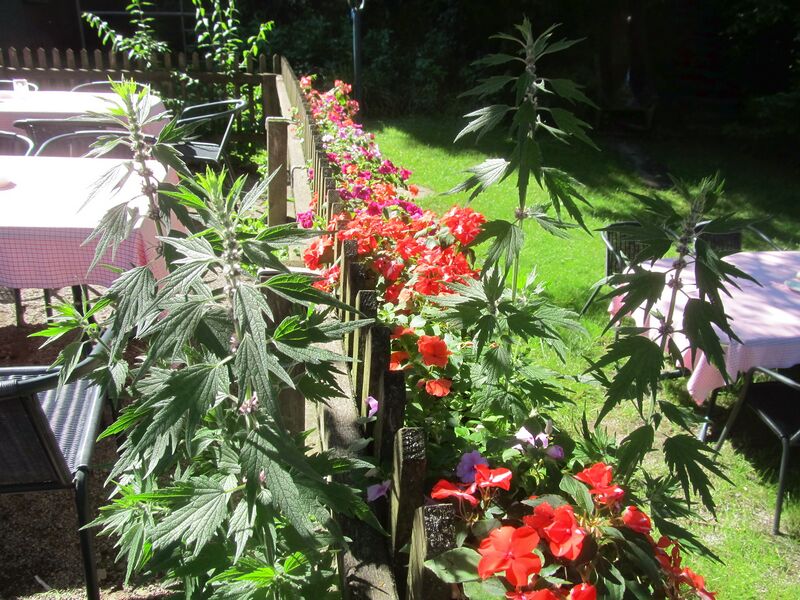 Datei:SH -Terrasse Blumen .jpg