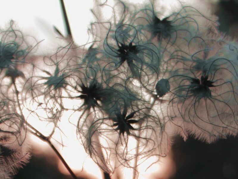 Datei:Waldebe Frühwinter.jpg