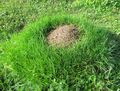 Ameisenhaufen
