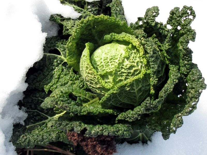 Datei:SG Kelch i Schnee.jpg