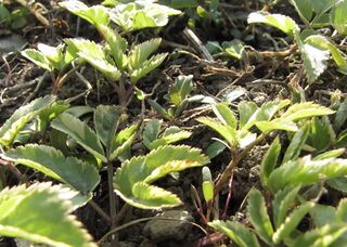 bandagierter Giersch im März
