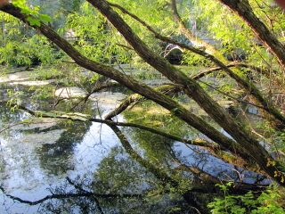 Natur pur