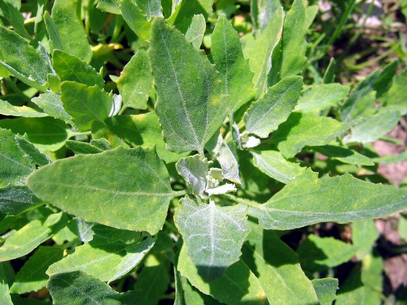 Datei:SG-junge Gartenmelde.jpg