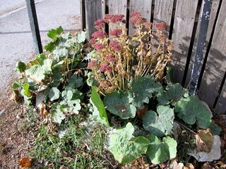 Fette Henne bei Parkplatzecke