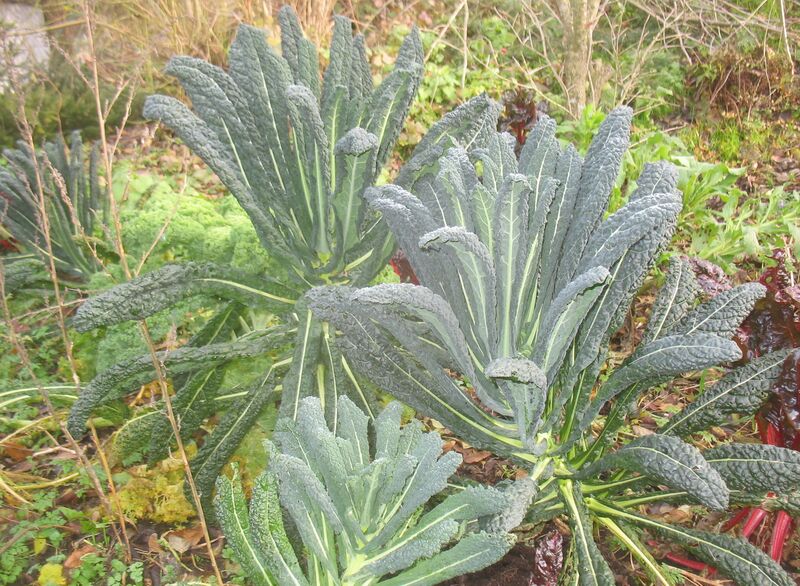 Datei:SG Palmkohl.jpg