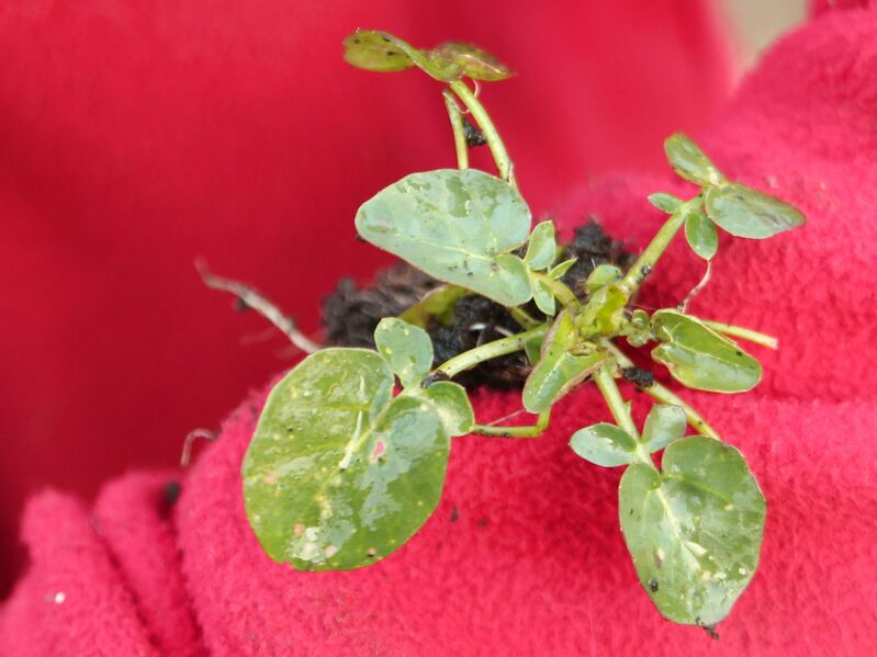 Datei:SG Pflanze Barbarakraut.jpg