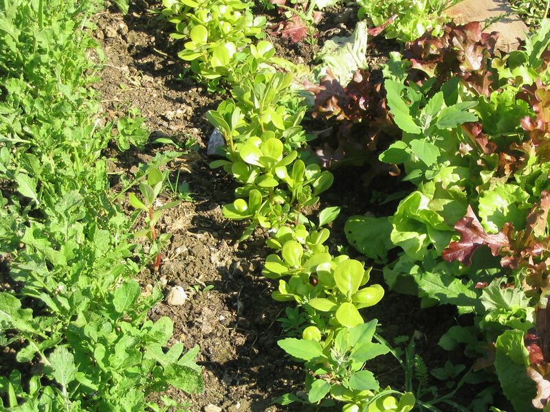 Datei:SG Portulak Ruccula und.jpg