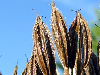 halbreife Samen Süßdolde
