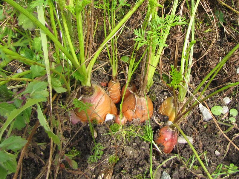 Datei:SG Karotten vor Ernte.jpg