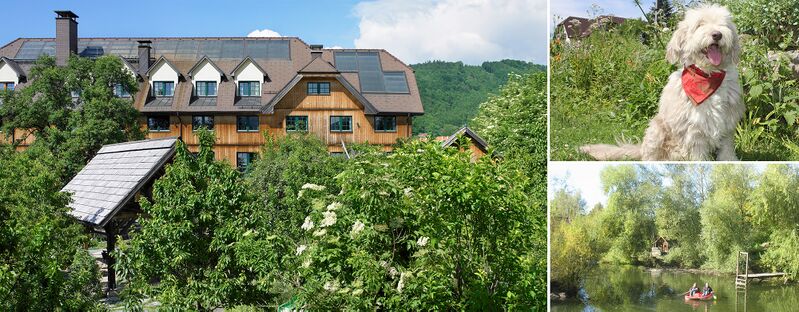 Datei:Hunde im Sommer - Header.jpg