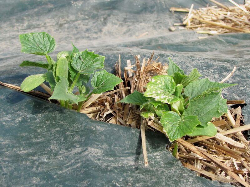 Datei:SG-junge Gurkenpflanzen.jpg