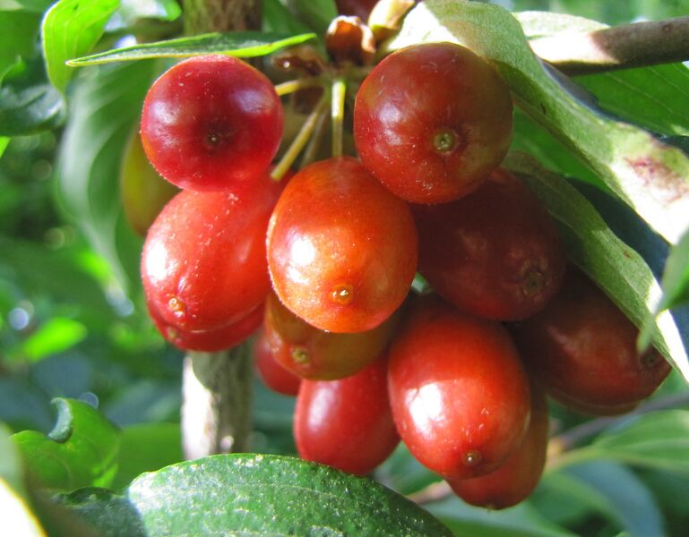 Datei:Dirndl reifend 2011.jpg