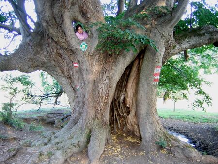 Hohle Linde bei der Bärenthaler Låckn