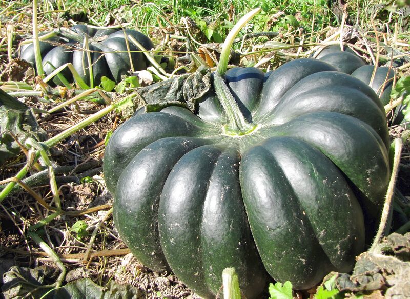 Datei:SG grüner Kürbis.jpg