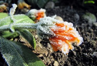 Ringelblume mit Reif