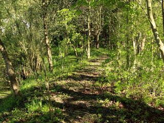 Schattiger Weg zum Hundebadeplatz