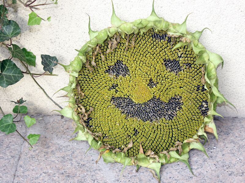 Datei:SG Sonnenblumengesicht0.jpg