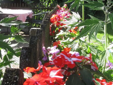 Blüten am Terrassenzaum