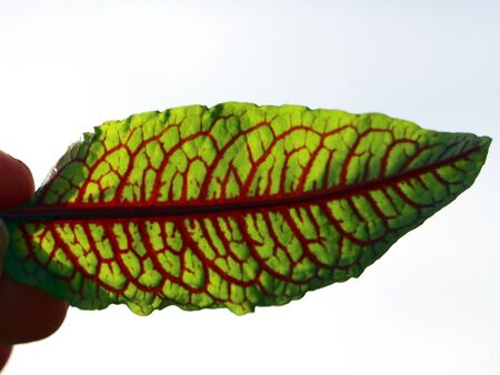 Ampferblatt im Gegenlicht