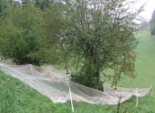 Dirndlernte mit Netz