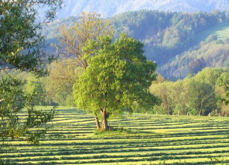 Kulturlandschaft: gemähte Wiese mit Baum
