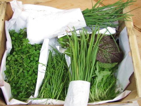 Hirschhornwegerich in guter Gesellschaft - 10 2012