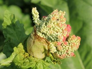 Hübsche Rhabarberblüte