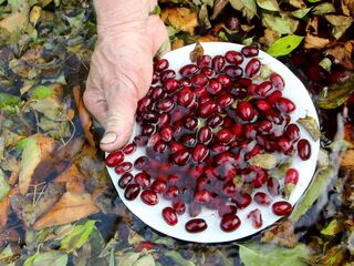 Dirndlernte: Blättertrennung mit Wasser - Dirndl hat immer Saison!