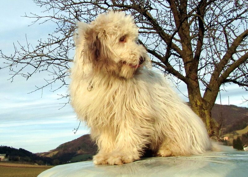 Datei:Paula auf Siloballen.jpg