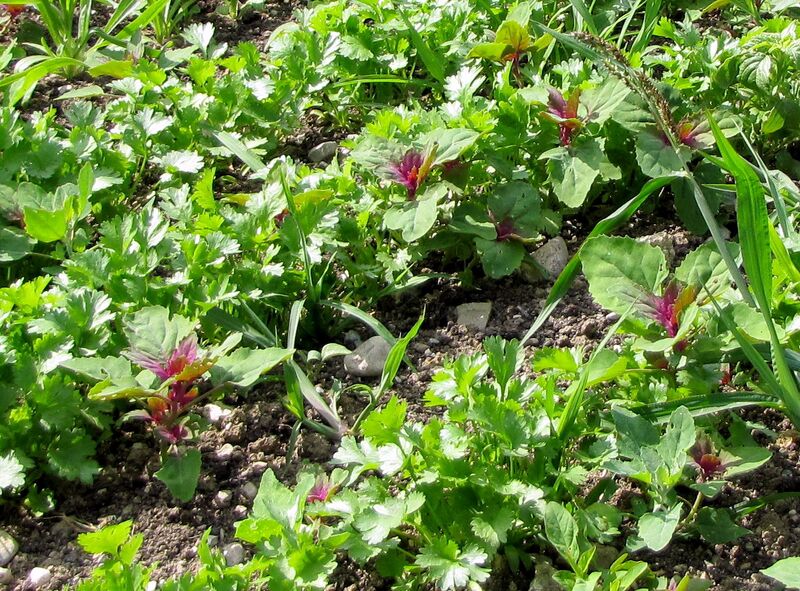 Datei:SG-MMelden im Koriander.jpg