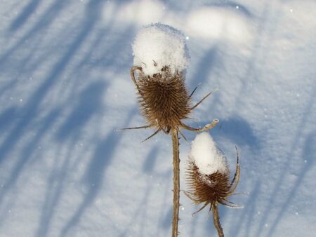 Karden im Schnee