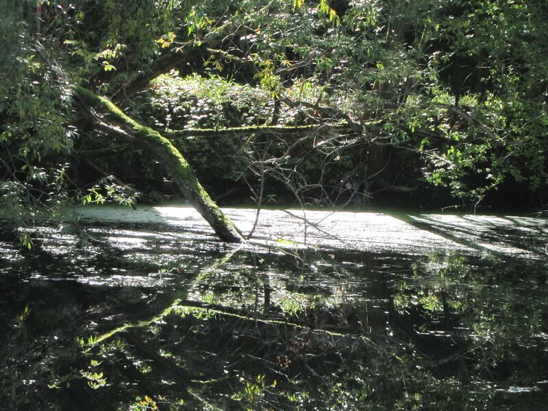 Datei:Teichid Ufer Spieg3.jpg