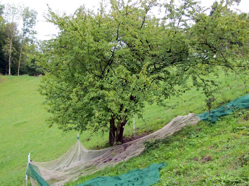 Datei:HR-Dirndlernte mit Netz.jpg