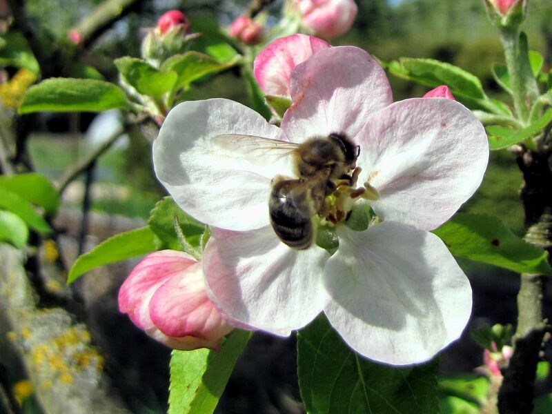 Datei:SG Apfelblüte Biene.jpg