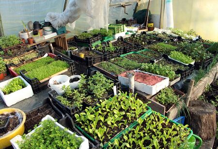 Jungpflanzen im Folientunel