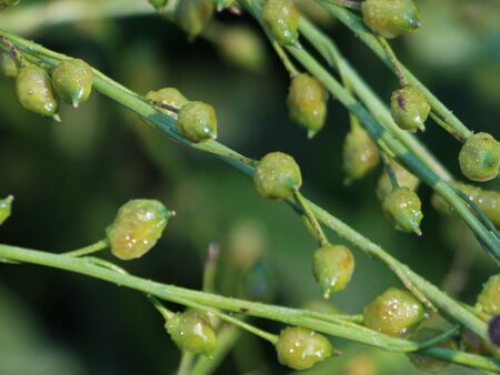 Zackenschötchen Samen