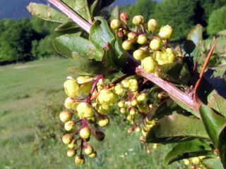 Berberitzenblüte