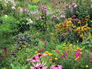 Blumenvielfalt im Sommer