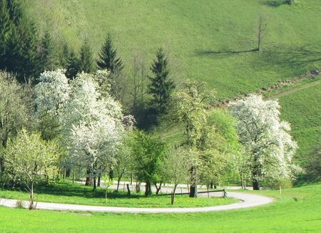 Oachner Obstgarten im Frühling