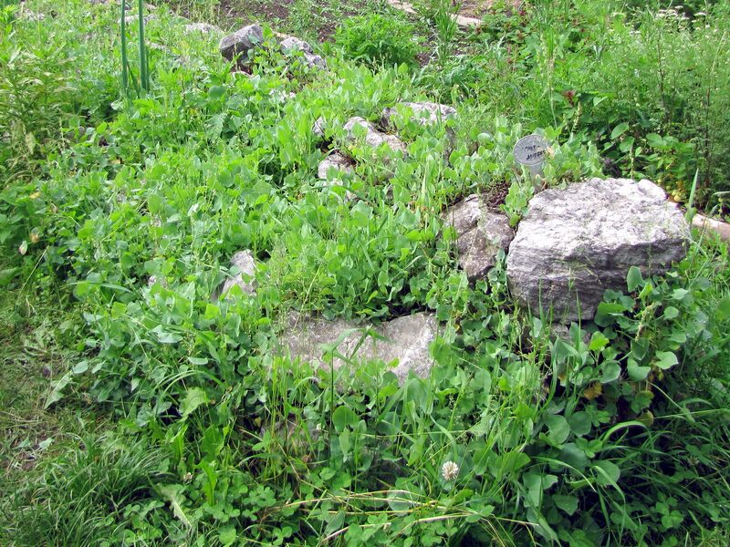 Datei:SG-Schildamper wuchert.jpg