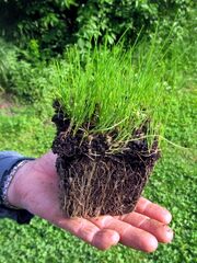 Frisch gezogener Schnittauchstock