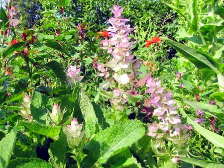 Muskatellersalbei in Blüte