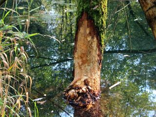 Biberbaum Mitte September