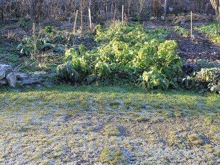 Morgenreif und "winterhartes" Kraut