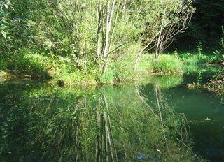 Spiegelung am Steinschaler Teich