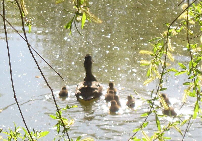 Datei:Idyll Enten Teich Junge.jpg