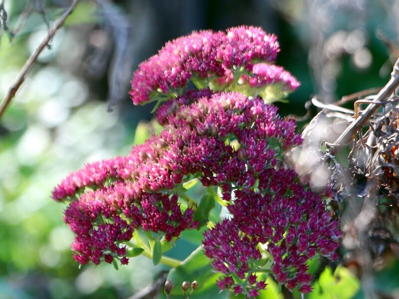 Datei:SG Fette Henne Herbstblüte.jpg