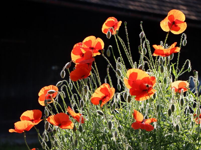 Datei:SG PG Naturgarten Mohnblüte Gegenlicht.jpg