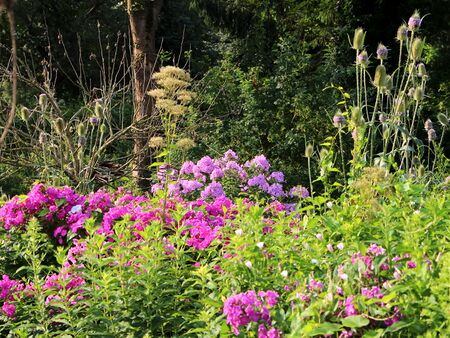 Phlox und mehr