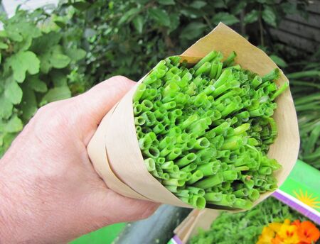 Schnittlauchernte im Garten